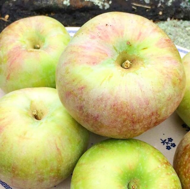Mini Apple Upside-Down Cakes {Vegan}