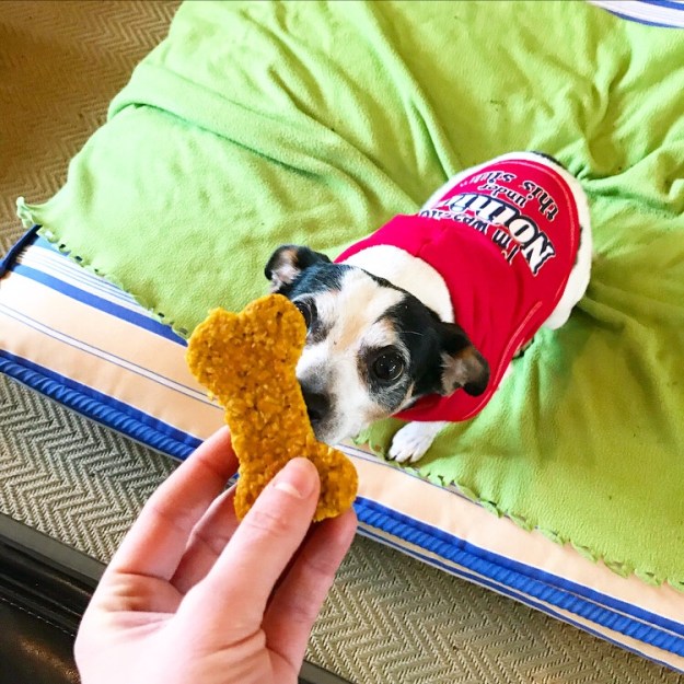Pumpkin Oat Dog Treats