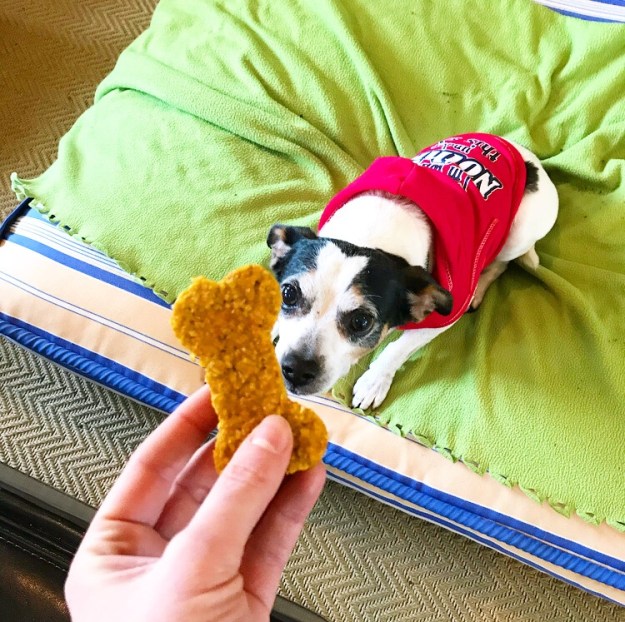 Pumpkin Oat Dog Treats