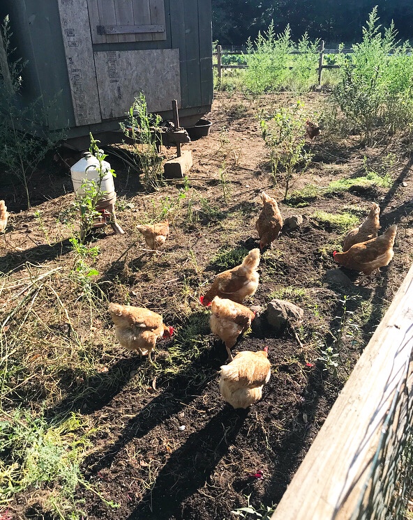 24 Hours in Rockland, Maine: What We Ate