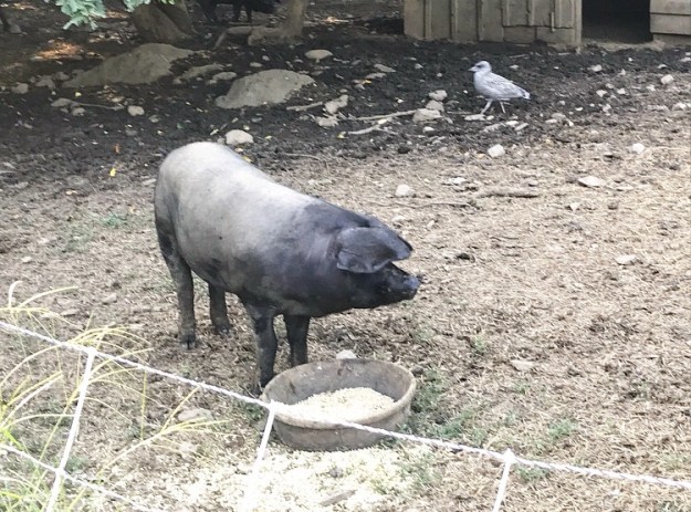 24 Hours in Rockland, Maine: What We Ate