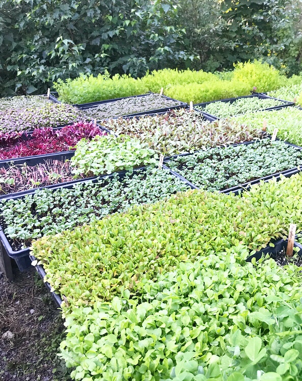 24 Hours in Rockland, Maine: What We Ate