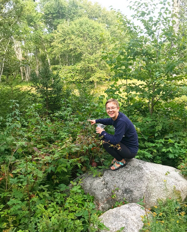 Blackberry Shortbread Wedges