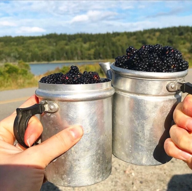Blackberry Shortbread Wedges