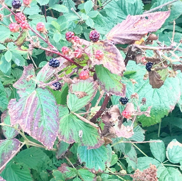 Blackberry Shortbread Wedges